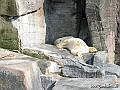 KBH zoo 190703 308